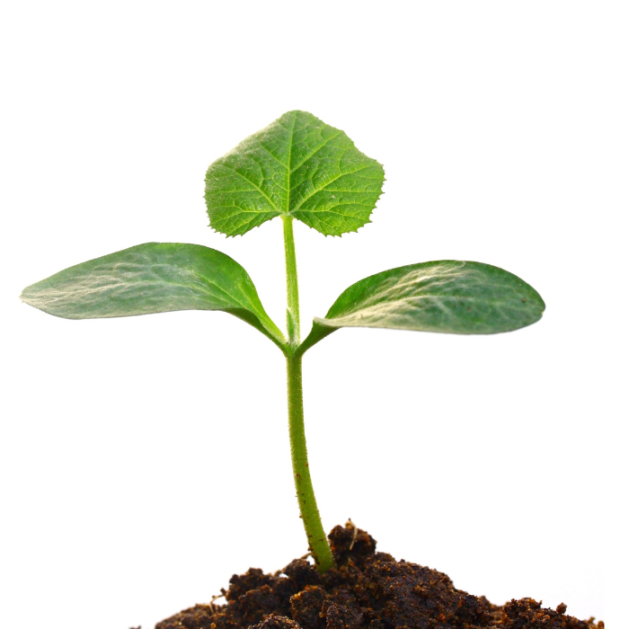 About_Plant