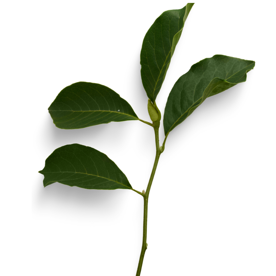 Plant Jobs
